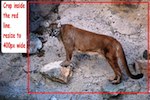 resize the lion